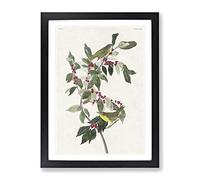 Nashville Warbler Birds By John James Audubon Vintage Framed Wall Art Print, Ready to Hang Picture for Living Room Bedroom Home Office Décor, Black A2 (64 x 46 cm)