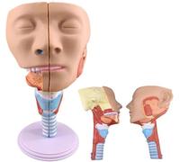 Nasopharyngeal Muscle Anatomy Model - Mouth Pharynx Larynx Throat Cavity Model, Human Throat Model, for Human Anatomy and Physiology Education