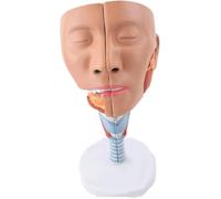 Nasopharyngeal Tracheopharyngeal Anatomy Model for Rehabilitation Teaching Human Laryngeal Muscle Anatomy Model Head Anatomy Pharyngeal Anatomy Model