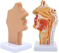 Nasopharynx ENT Anatomical Model With Marked Labels And Supporting Base, for Medical Teaching Models
