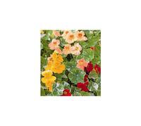 Nasturtium Alaska Mixed - Variegated Foliage & Edible Blooms