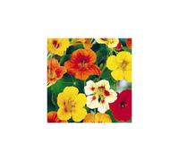 NASTURTIUM: Dwarf Single Mix (Tropaeolum majus) - Edible Leaves & Flowers, 8-9in Tall, Colorful Cream/Red/Yellow/Orange Blooms - SPB-10011