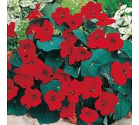 Nasturtium Empress Of India Seeds - Flower - Fragrant - Annual
