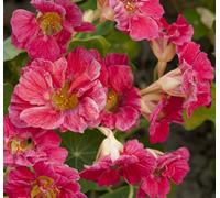 Nasturtium Jewel Cherry Rose 6 Plug Plants Tropaeolum Majus