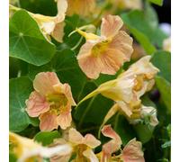 Nasturtium Tip Top Pink Blush Seeds Hardy Annual Trailing Edible Flowers Pots & Borders Thompson & Morgan