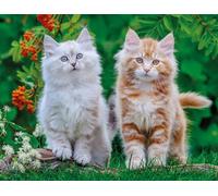 Nathan 12001868 Jigsaw Puzzle, 2000 Pieces, Siberian Kittens, Adults and Children from 14 Years, Premium Puzzle, Tendresse Collection, 12001868