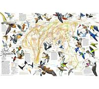National Geographic: Bird Migration Wall Map, Eastern Hemisphere Wall Map - 31.25 x 20.25 inches - Laminated