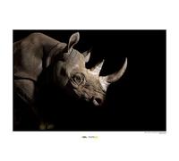 National Geographic Komar Wall Art African Elephant, Brown, Black, White, 70 x 50 cm