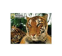 National Geographic NG18702 Tigers Super 3D Collectable Postcard
