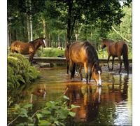 National Trust Birthday/Blank Card Greeting Card (WDM0856) Dockens Water - New Forest