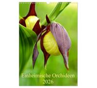 Native orchids UK-Version (Wall Calendar 2026 DIN A3 Portrait), CALVENDO 12 Month Wall Calendar