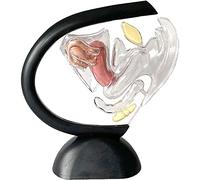 natomical model, Human Transparent Uterus Model - Female Reproductive Organs Visible Ovarian Structure Teaching Anatomical Gynecology Doctor Patient