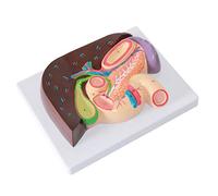 natomical model, Liver Anatomical Model, Hepatopancreas Duodenum, Gallbladder and Pancreas Digestive Department For Science Medical Classroom