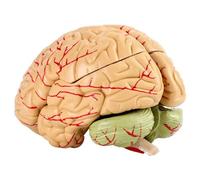 Natudeco Human Brain Model 8 Parts Life Size Human Brain Anatomy Teaching Medical Model for Science Classroom Study Display Model for Science Classroom Neuroscience Teaching