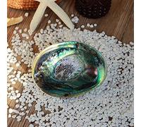 Natural Abalone Shell Primary Color Shell Decoraition Crafts Manufacturers Direct Ornaments Collection Batch Accessories