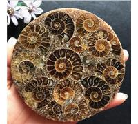 Natural Ammonite Disc Fossil Conch Specimen Healing Decoration Gift 1PC