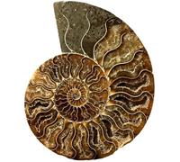 Natural Ammonite Fossil Specimen, Unique Handcrafted Shell Design, 9-11 cm Single Piece, Gifts for Nature Lovers and Rock Collectors
