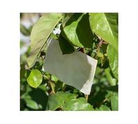 Natural Aphid Predator Attractant for Garden Pest Control | Attracts Hoverflies, Lacewings, Parasitic Wasps | for Fruit Tree, Vegetable Bed, Flower & Greenhouse Use