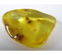 Natural Baltic Amber TUMBLESTONE - 2.9 x 2.4 0 x 0.8 cms 3.43 GMS #1