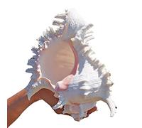 Natural Beach Shells,1pc Large Conch - Premium Decorative Seashells for Home Decor, Fish Tanks, and Parties(23to24cm)