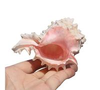 Natural Beach Shells,1pc Large Hermit Crab Growth - Perfect for Theme Decor, DIY Crafts, and Fish Tank Filler(S)