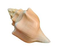 Natural Beach Shells,1pc Seashells - Medium to Large Decorative for Fish Tanks, Weddings, and DIY Crafts(1112cm)