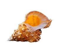 Natural Beach Shells,Big Shell Marine Decoration Sea Conch Ornaments Wedding Great Party Festival(2224CM)