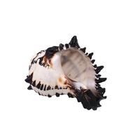 Natural Beach Shells,Various Sizes Conch Shell Black Zebra Murex Fish Tank Landscaping Home Decoration Gifts Snail Specimen(8-9cm)