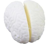 Natural Big Brain Structure Hemispheres - Life Size Brain Structure Hemisphere Model -Biology Teaching Aids Student Learning Aids Experimental Equipment Brain Anatomy Model