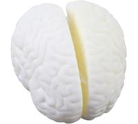 Natural Big Brain Structure Hemispheres - Life Size Brain Structure Hemisphere Model -Biology Teaching Aids Student Learning Aids Experimental Equipment Brain Anatomy Model