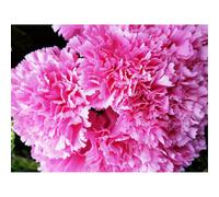 Natural Carnation Bush - Pink Artificial Flowers