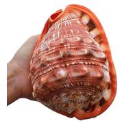 Natural Conch Replacement Shells, Beach Decorations Conch Statues 12-17cm(12~13CM)