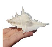Natural Conch Replacement Shells, Conch Seashells Multiple Sizes Home Decor Aquarium Vase Filler Beach Wedding DIY Crafts(M)
