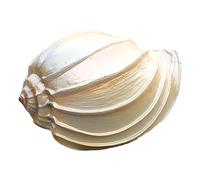 Natural Conch Replacement Shells, Conch Shell Ornament Multiple Sizes For Aquarium Home Beach Decor DIY Crafts(A)
