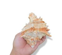 Natural Conch Replacement Shells, Conch Shell Pink Multiple Sizes for Home and Aquarium(8~10cm)
