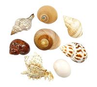 Natural Conch Replacement Shells, Hermit Crab Replacement Shells Natural Conch Shell DIY Aquarium Decoration Multiple Sizes(M)