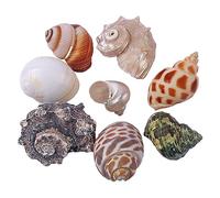 Natural Conch Replacement Shells, Hermit Crab Replacement Shells Pack Of 8 Multicolor 2-3.5cm Opening Size(M)