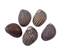 Natural Conch Replacement Shells, Hermit Crab Shells Natural Growth Multicolor 1.5-3cm for Hermit Crab Habitat and Fish Tank Decor(C)