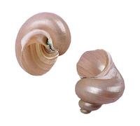 Natural Conch Replacement Shells, Hermit Crab Shells Natural Growth Multicolor 1.5-3cm for Hermit Crab Habitat and Fish Tank Decor(D)