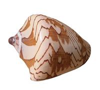 Natural Conch Replacement Shells, Large Natural Conch Seashells Pack for Fish Tank Wedding Decor Multiple Sizes(A)