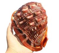 Natural Conch Replacement Shells, Natural Large Conch Shells for Home Decor DIY Crafts Fish Tank Shell Collecting(D)