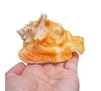 Natural Conch Replacement Shells, Natural Large Seashells Pack of 3 for Beach Theme Decor Fish Tank Vase Filler Multiple Sizes(A,L)
