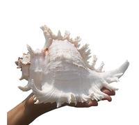 Natural Conch Replacement Shells, Natural Seashells 5.5-8 Inch Pack for Fish Tank Wedding Decor Beach Party Home DIY Crafts(C)