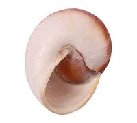 Natural Conch Replacement Shells, Pack of 7 Hermit Crab Shells Multiple Sizes for Replacement Fish Tank Decor(D)