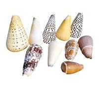 Natural Conch Replacement Shells, Sea Shells Natural for Beach Party DIY Craft Fish Tank Vase Filler Home Wedding Decoration Multiple Sizes(A)