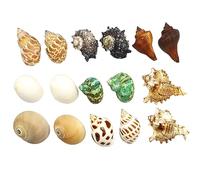 Natural Conch Replacement Shells, Seashell Hermit Crab Replacement Shells Small Medium Aquarium Decoration Multiple Sizes(C)