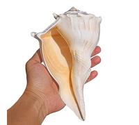 Natural Conch Replacement Shells, Seashells Conch 4-7 inches Home Decor Beach Wedding Party Fish Tank Shell Collectors(H)