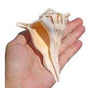 Natural Conch Replacement Shells, Seashells Conch 4-7 inches Home Decor Beach Wedding Party Fish Tank Shell Collectors(D)