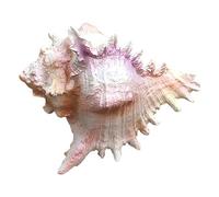 Natural Conch Replacement Shells, Simulated Seashell Ornament 28x8x9cm For Home Aquarium Wedding Beach Decor DIY Crafts(C)