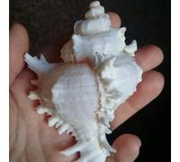 Natural Conch Shell Home Wedding Decor Birthday Fish Bowl Aquarium Landscape Ornament (A White 12)